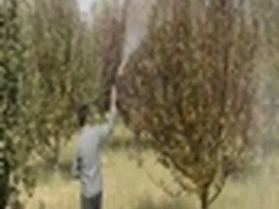طرح استفاده از محلول کائولن در باغات آذرشهر اجرا شد