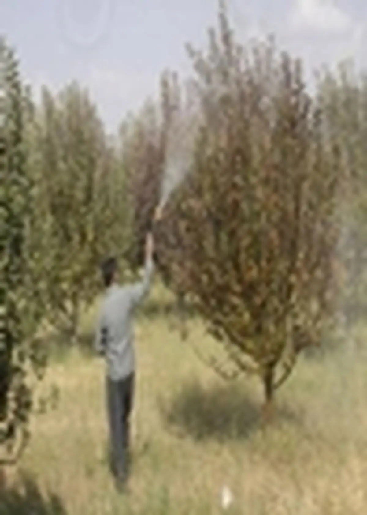 طرح استفاده از محلول کائولن در باغات آذرشهر اجرا شد