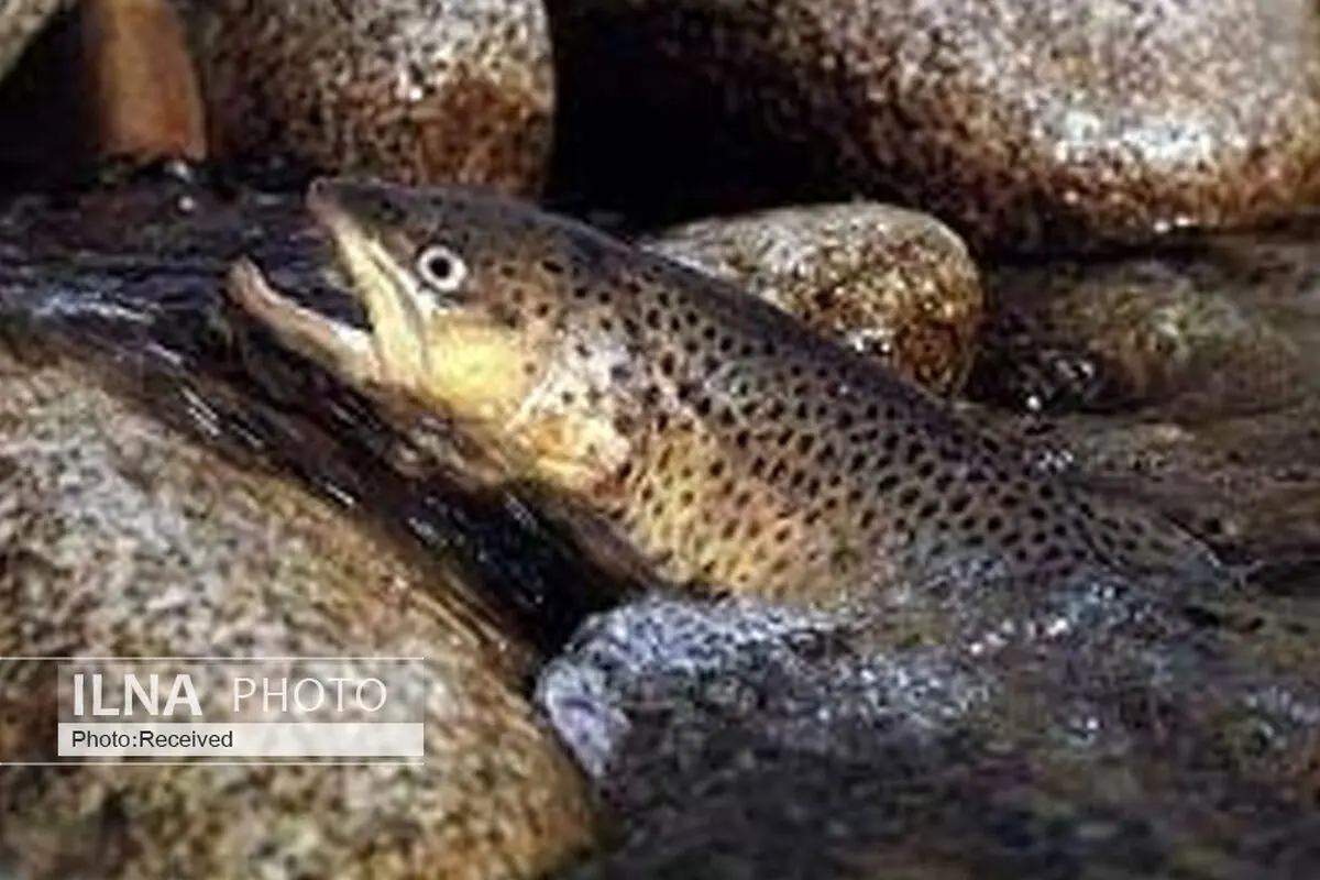 فرصت صادرات قزل‌آلا به اتحادیه اروپا از ایران گرفته شد/ صادرات بی‌واسطه میگو به چین