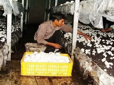 فقط ۶ درصد آموزش‌های فنی و حرفه‌ای گلستان در حوزه روستایی است/آموزش به روستاییان جزو اولویت‌های فنی و حرفه است