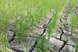 کمبود آب زراعی در گیلان به بحران تبدیل نمی‌شود / توجه کشاورزان به تقویم زراعی