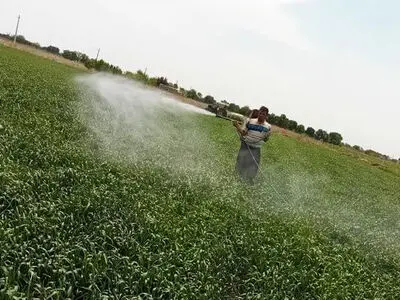 مبارزه با آفت سن غلات در 5800 هکتار از مزارع تاکستان