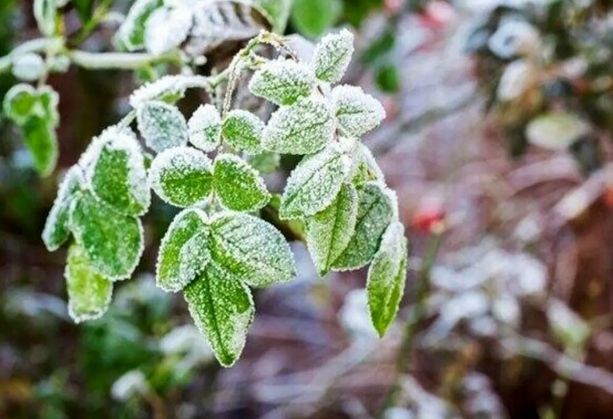 هشدار سرمازدگی محصولات زودرس در آذربایجان شرقی