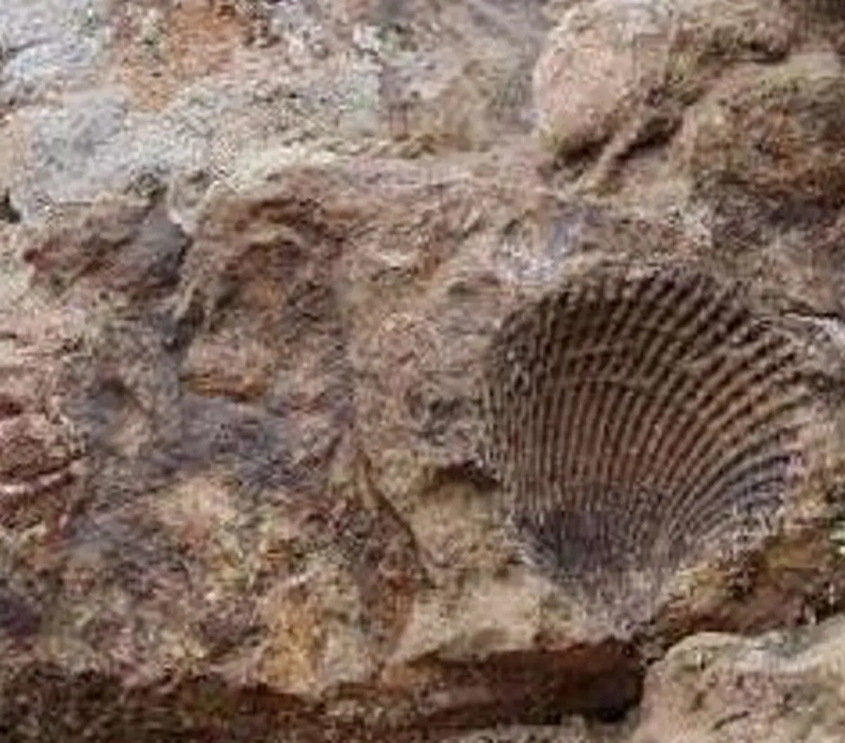 انتقال فسیل‌های 65 میلیون ساله به موزه تربت حیدریه  