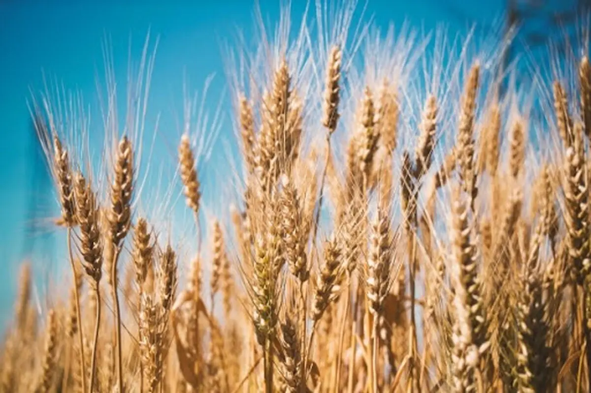 آغاز خرید تضمینی گندم توسط تعاون روستایی خراسان رضوی