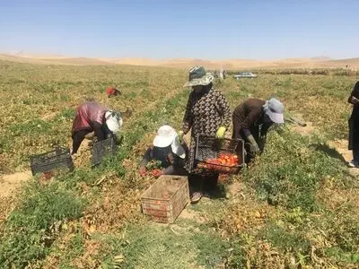 مرگ و مصدومیت ۵ نفر بر اثر واژگونی سواری حامل کارگران کشاورزی
