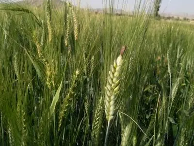 راه اندازی ۴۱ ایستگاه پیش‌آگاهی آفات و بیماری‌ها در فارس