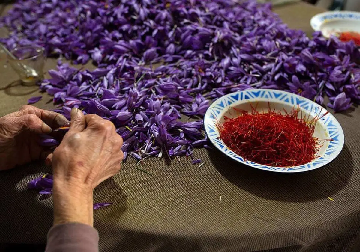 شورای ملی از تشکیل سازمان جهانی زعفران حمایت می‌کند