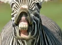 asdasd