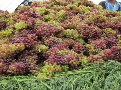پیش‌بینی برداشت بیش از ۲ هزار تن انگور از تاکستان‌های مهاباد/ افزایش ۳۰ درصدی تولید انگور در شهرستان