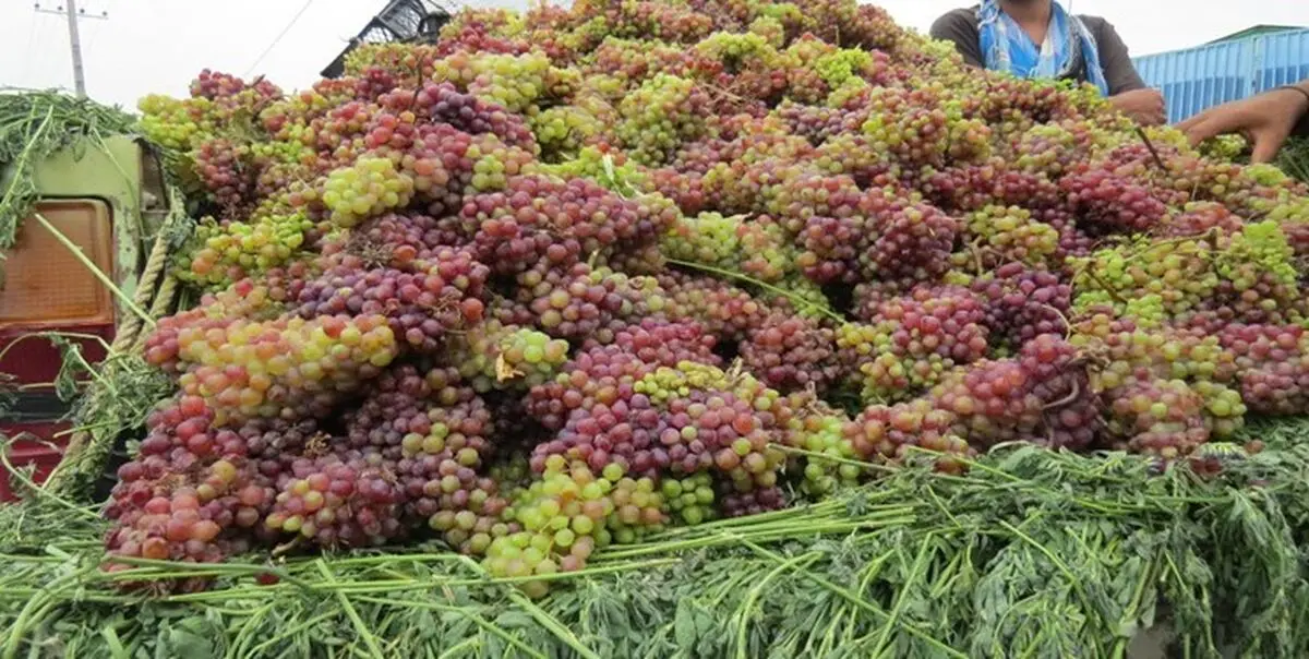 پیش‌بینی برداشت بیش از ۲ هزار تن انگور از تاکستان‌های مهاباد/ افزایش ۳۰ درصدی تولید انگور در شهرستان