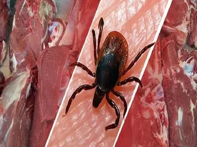 شناسایی یک مورد تب کریمه خونریزی دهنده "کنگو" در لامرد