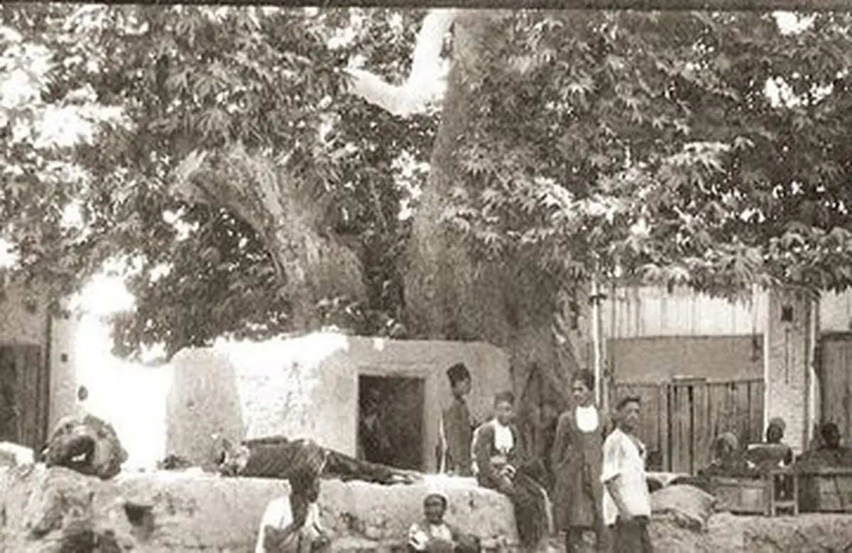 درختی که با دستور رضا شاه بریده شد