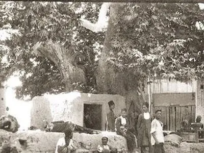 درختی که با دستور رضا شاه بریده شد
