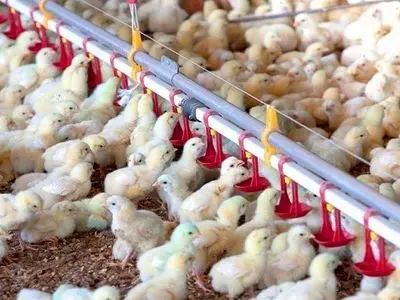 افزایش۲۶ درصدی تولید مرغ در لرستان  