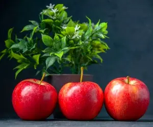 طرز کاشت سبزه سیب برای عید