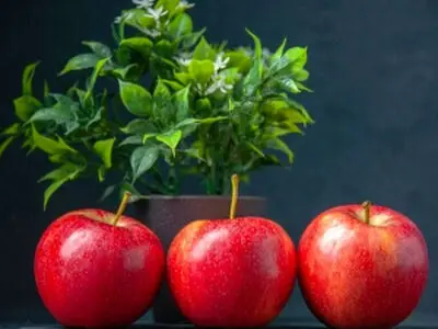 طرز کاشت سبزه سیب برای عید