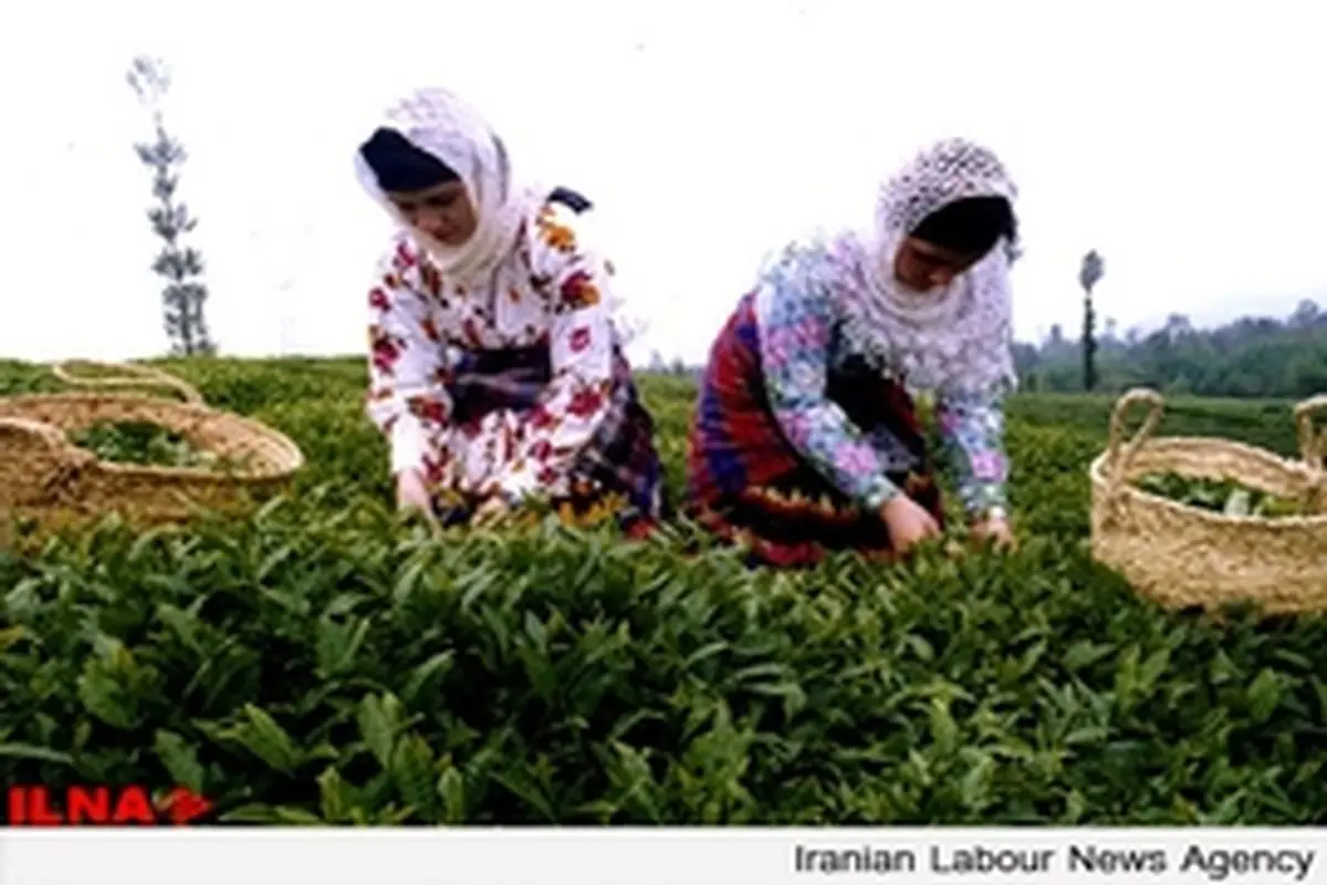 رساندن آب به باغات چای، بهره‌وری را تا ۷۰ درصد افزایش می‌دهد