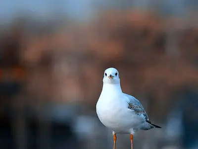 asdasd