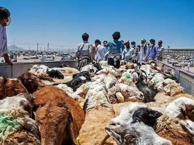شبکه بزرگ قاچاق دام زنده قاچاق در هرمزگان متلاشی شد