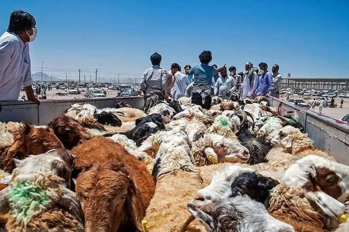 شبکه بزرگ قاچاق دام زنده قاچاق در هرمزگان متلاشی شد