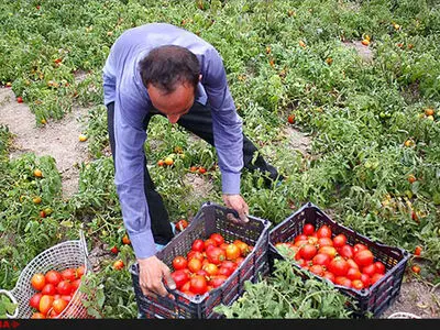 کارگران آبگینه برای خرج زندگی گوجه‌ می‌چینند 