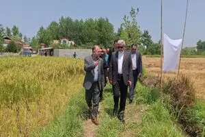 آغاز نخستین برداشت مکانیزه برنج در رشت /پیش‌بینی تولید بیش از ۲۵۰ هزار تن شلتوک