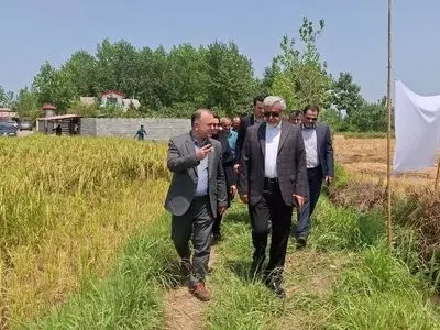 آغاز نخستین برداشت مکانیزه برنج در رشت /پیش‌بینی تولید بیش از ۲۵۰ هزار تن شلتوک