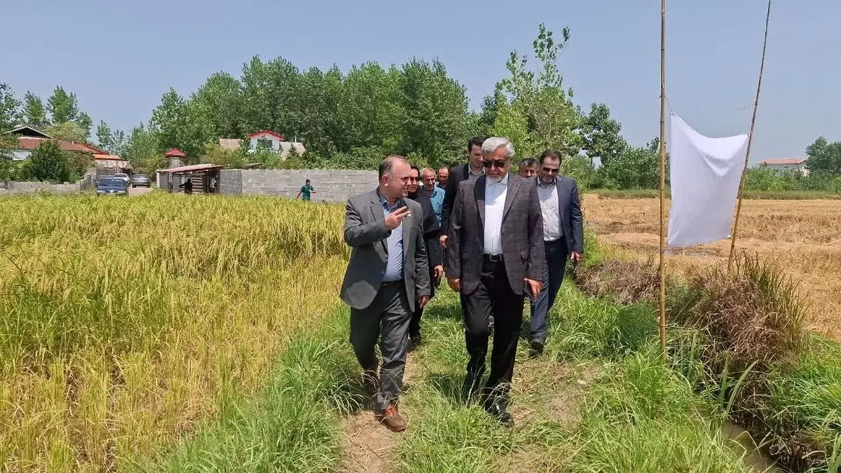 آغاز نخستین برداشت مکانیزه برنج در رشت /پیش‌بینی تولید بیش از ۲۵۰ هزار تن شلتوک