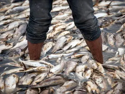 علت مرگ آبزیان در زهکش اندیمشک در دست بررسی است / شایعه آلودگی رودخانه دز تکذیب شد