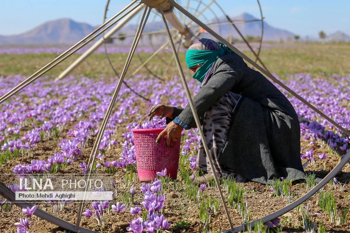 افزایش ۲۵ درصدی قیمت زعفران / افت  ۱۸ درصدی صادرات
