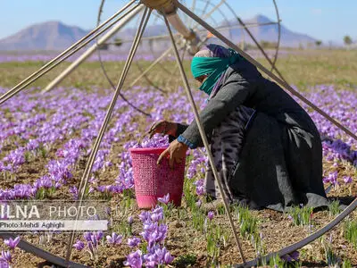 افزایش ۲۵ درصدی قیمت زعفران / افت  ۱۸ درصدی صادرات
