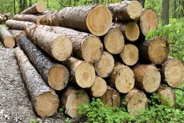 توقیف خودرو حامل 60 اصله چوب آلات  جنگلی در استان اردبیل 