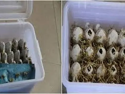 ۴ هزار عقرب در اتوبوس بین ‌شهری قزوین کشف شد