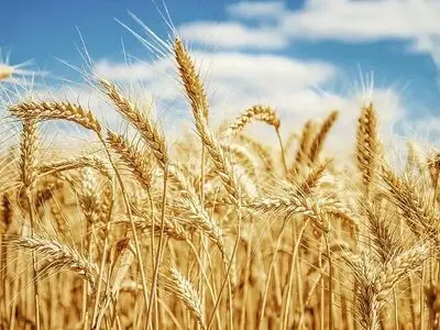 بهترین کود تقویتی خوشه گندم