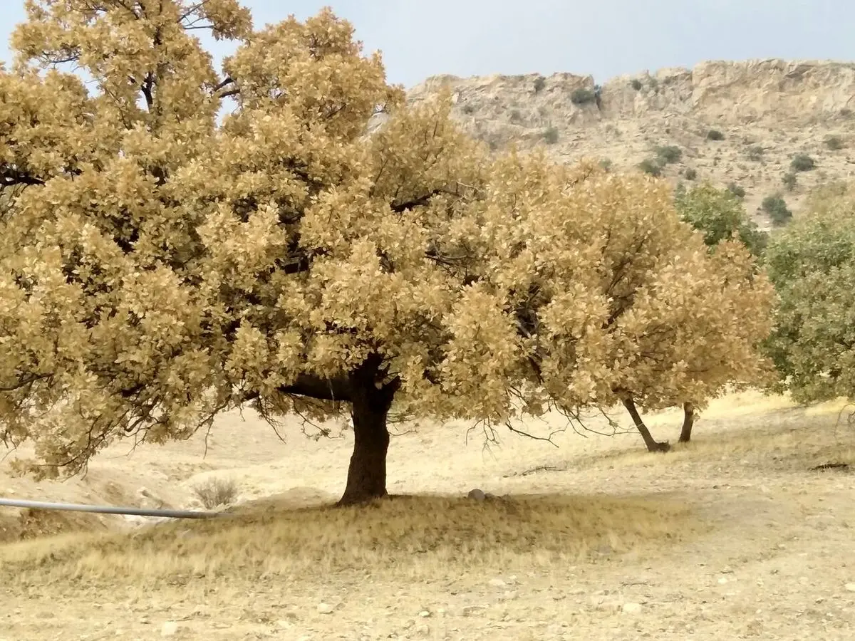 طغیان دوباره پروانه برگ خوار در جنگل‌های زاگرس/ حال 23 هزار هکتار از جنگل‌های بلوط استان وخیم است/ پولی برای شکست آفت نداریم   