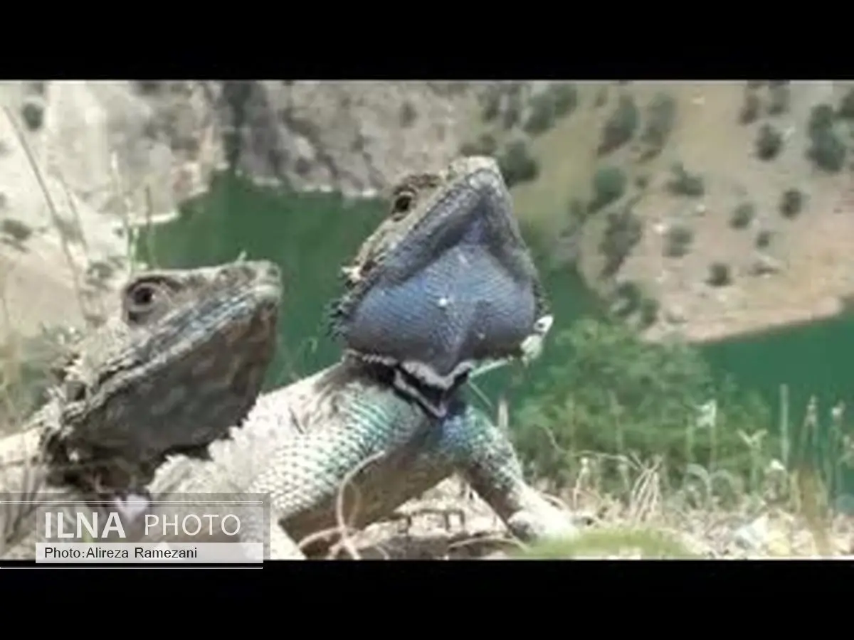 فیلمبرداری مستند "عبور از لندی" پایان یافت 