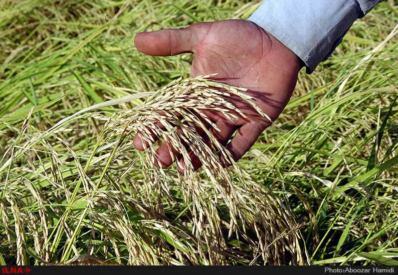 آخرین برداشت خوشه های طلایی برنج در "روستای پارودبار"رودبار گیلان