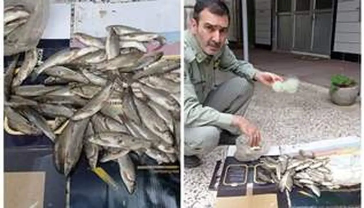 کشف ادوات صید غیرمجاز در شهرستان ماسال