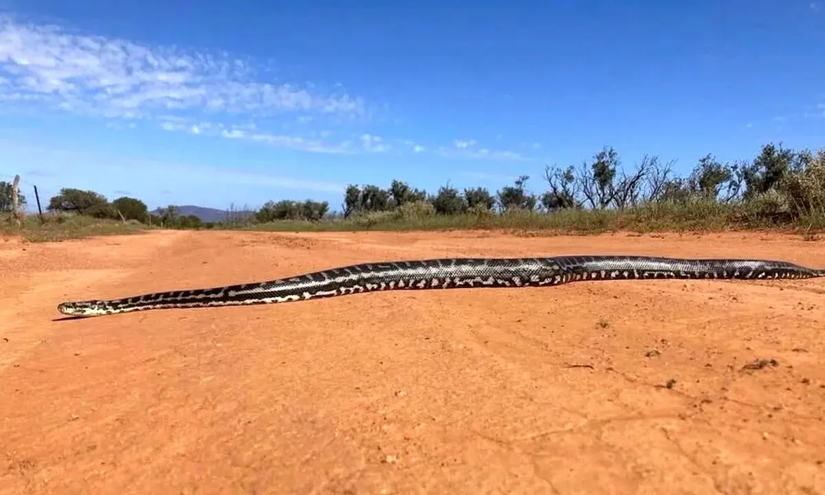 برخورد نزدیک با مار پیتون غول پیکر / ثبت لحظهای استثنایی در حیات وحش