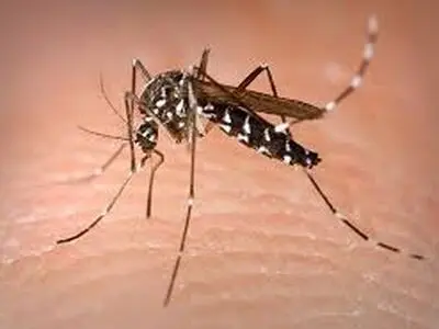 حضور پشه مرگبار در جنوب / زنگ خطر به صدا درآمد + فیلم