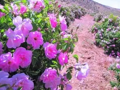 خرید توافقی گل محمدی در فارس آغاز شد