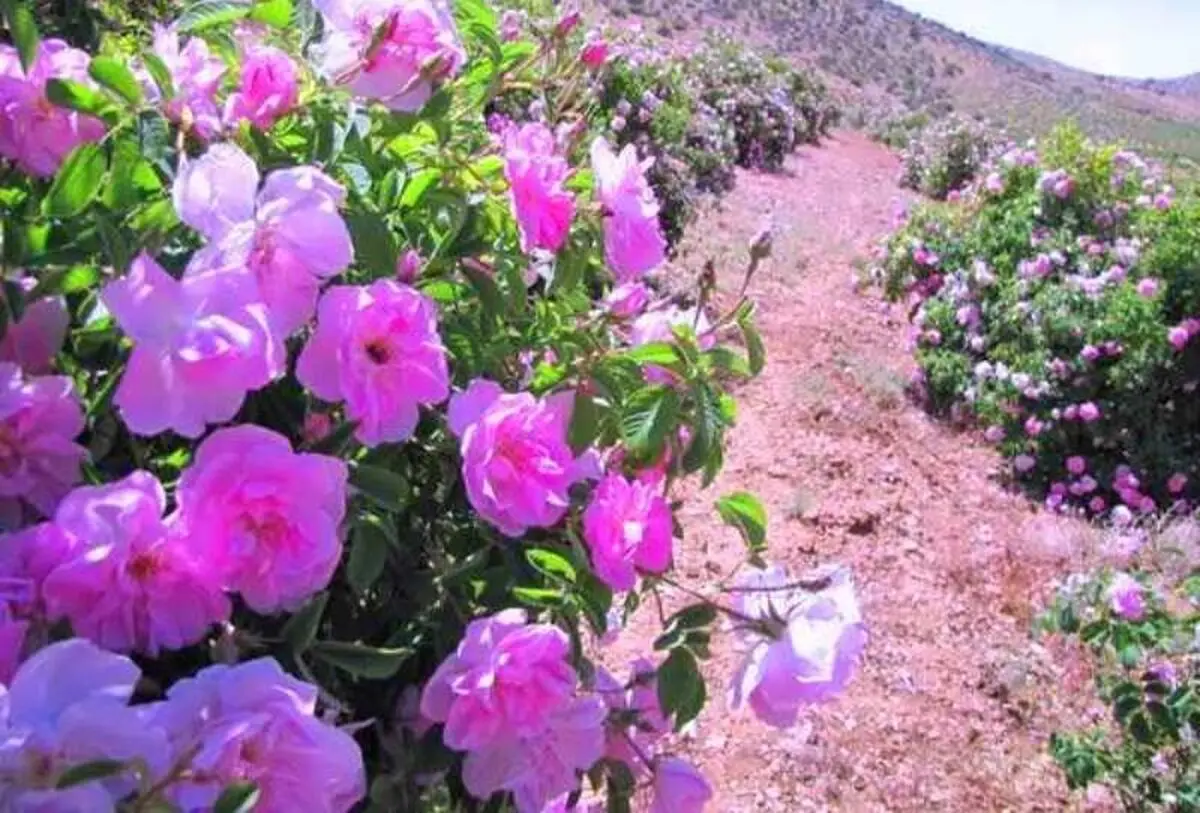 خرید توافقی گل محمدی در فارس آغاز شد