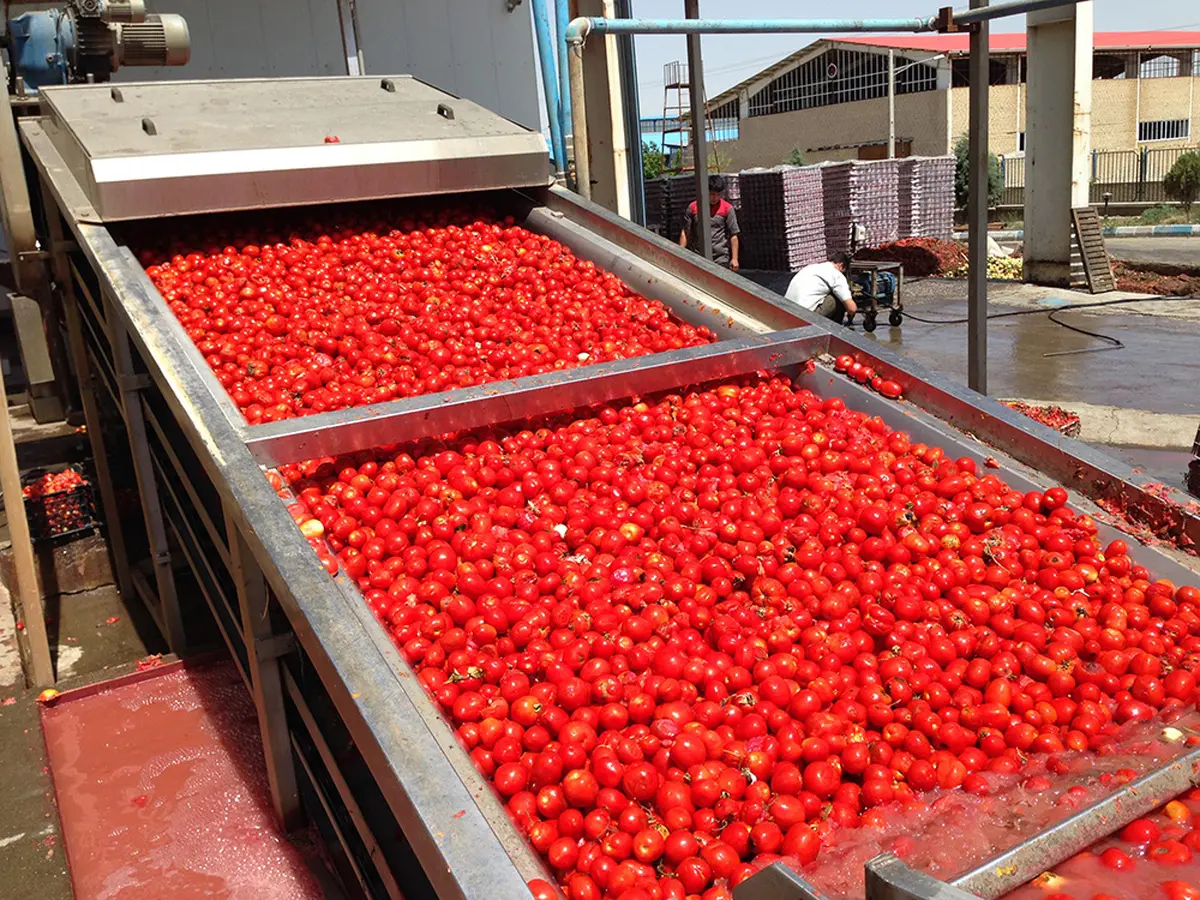 سهم ۷۰ درصدی خراسان رضوی در تولید رب گوجه‌فرنگی کشور 