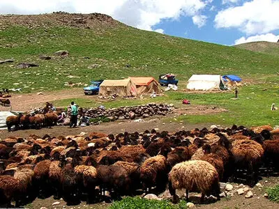 تولید قرادادی گوشت قرمز توسط عشایر/  خرید گوشت تولیدی به قیمت روز
