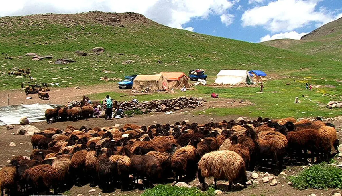تولید قرادادی گوشت قرمز توسط عشایر/  خرید گوشت تولیدی به قیمت روز