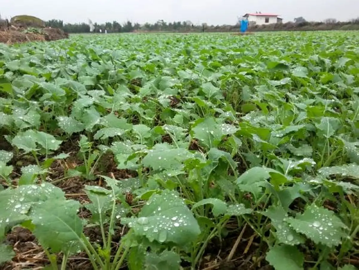 کاشت 1542 هکتار کلزا در شهرستان نکا