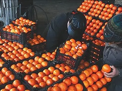 زمان برداشت پرتقال تامسون نرسیده است/ آثار مخرب رنگ افزایی به پرتقال