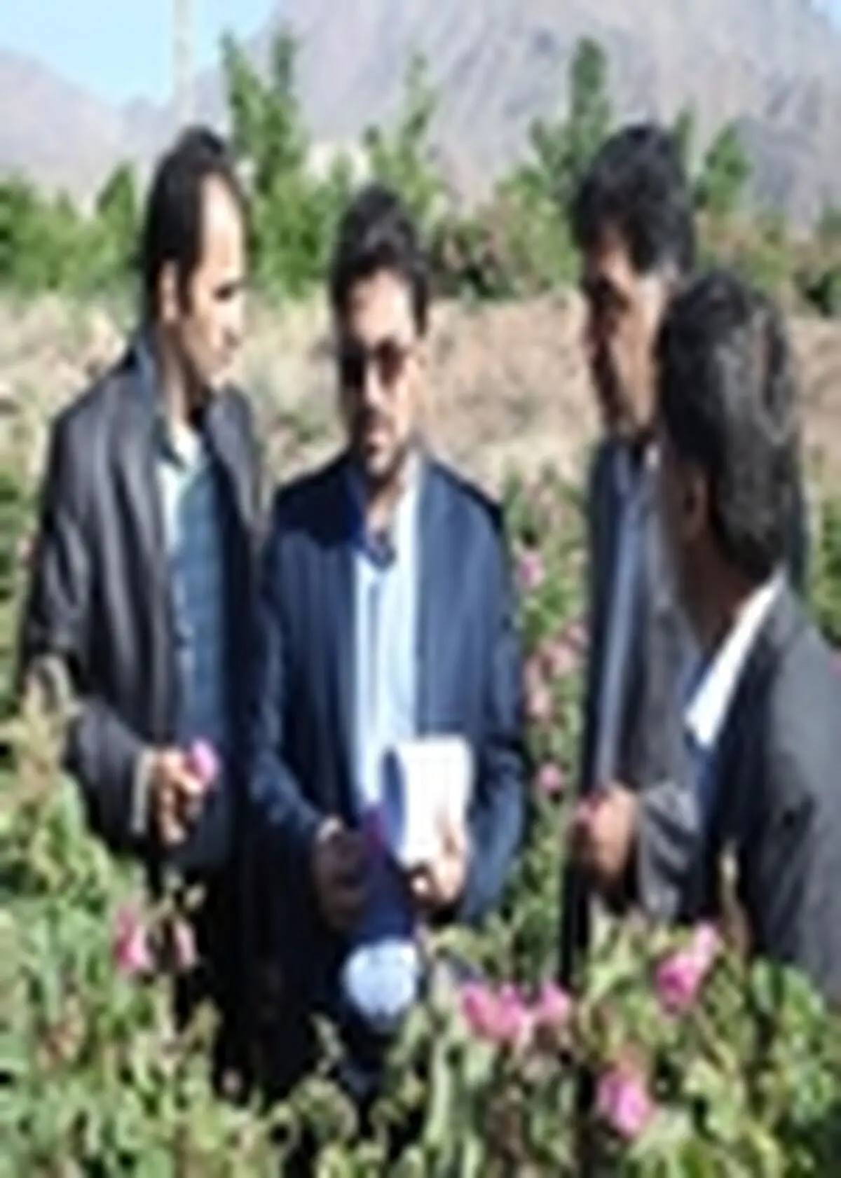 فرماندار کاشان از پروژه‌های کشاورزی بخش برزک بازدید کرد