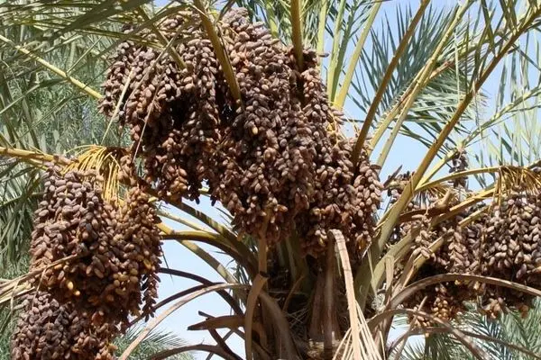 Iran second largest producer of dates in world: official